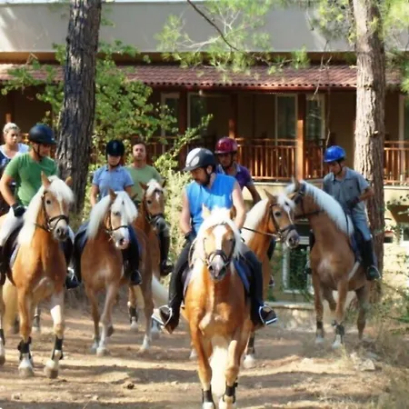 فندق Padok Premium & Stables 4*