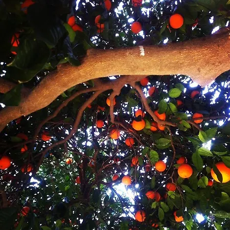 Padok Premium & Stables Gökova