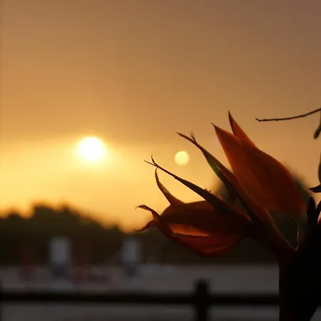 Padok Premium & Stables فندق