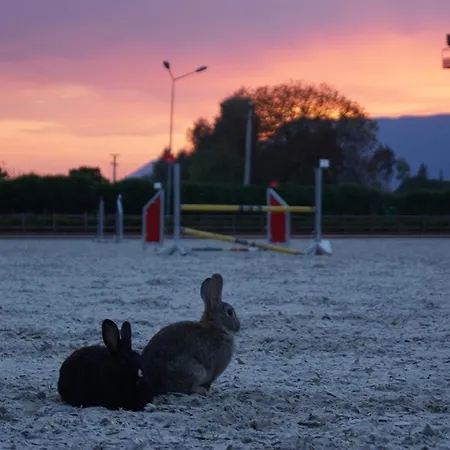 فندق Padok Premium & Stables Gökova