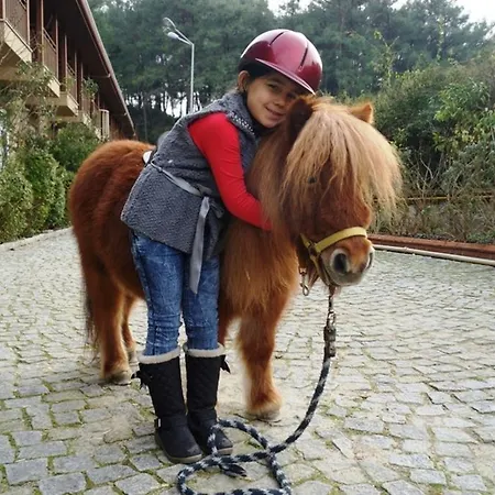 Padok Premium & Stables فندق 4*