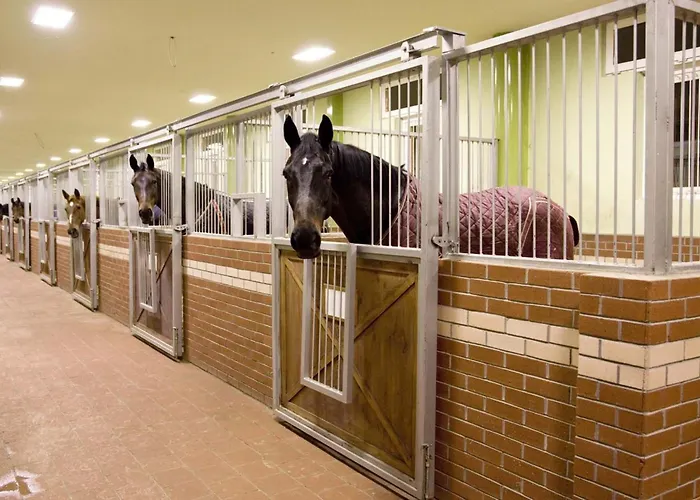 Padok Premium & Stables 4*