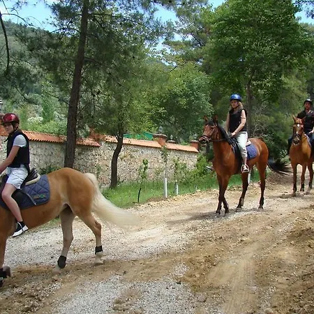 Padok Premium Hotel&stables Hotel 4*