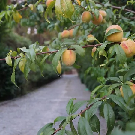 Padok Premium Hotel&stables