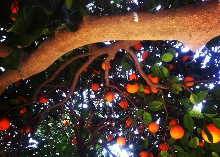 Padok Premium & Stables Gökova